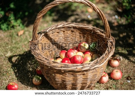 Similar – Foto Bild Mädchen pflückt mit der Hand einen frischen Apfel aus dem Weidenkorb.