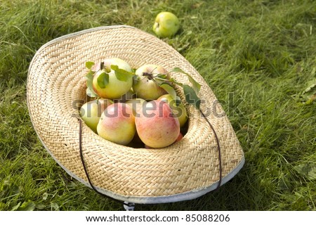 Similar – Image, Stock Photo Fresh apples in the orchard