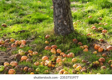 Ripe apples fallen from the tree in a meadow orchard in Taunus - Germany in autumn