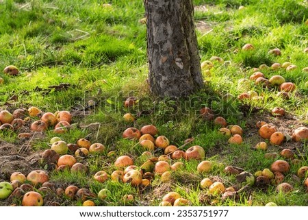 Ripe apples fallen from the tree in a meadow orchard in Taunus - Germany in autumn