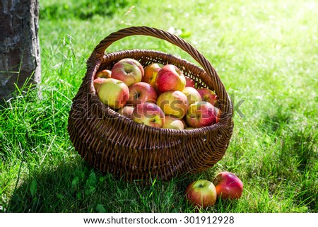 Similar – Image, Stock Photo Fruit orchard