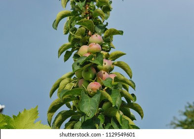 Ripe Apples On A Columnar Apple Tree