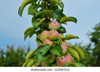 Ripe Apples On A Columnar Apple Tree