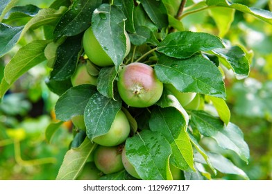 Ripe Apples On A Columnar Apple Tree