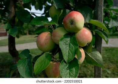 Ripe Apples On A Columnar Apple Tree