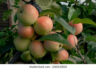 Ripe Apples On A Columnar Apple Tree