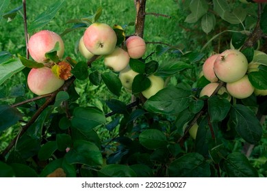 Ripe Apples On A Columnar Apple Tree