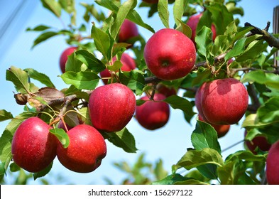 Ripe apples on the tree - Shutterstock ID 156297122
