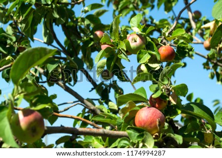 Similar – Image, Stock Photo ripe apples on a tree