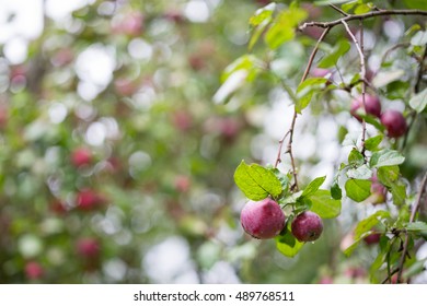 Ripe apples on the tree in autumn