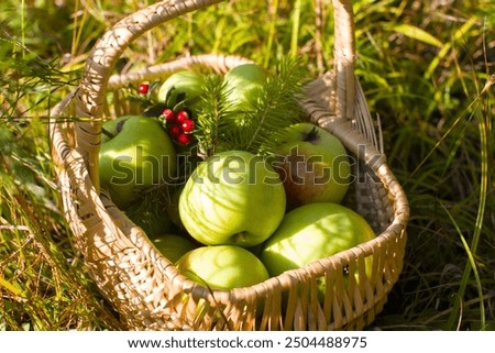 Similar – Image, Stock Photo orchard meadow, apple harvest