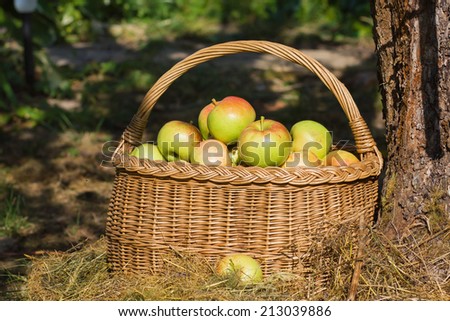 Similar – Image, Stock Photo Fresh apples in the orchard