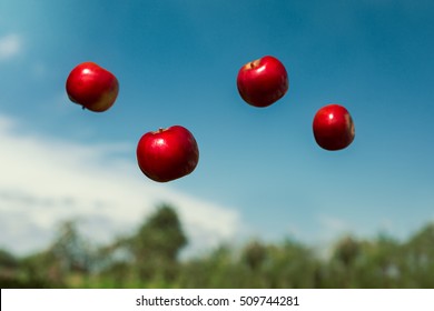 ripe apples in zero gravity thrown into the air - Shutterstock ID 509744281