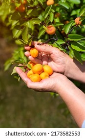 Ripe Apricot Fruits Are Plucked From The Tree In The Garden. Closeup Of The Hand Of A Woman Picking Apricots From A Tree On A Fruit Farm With A Beautiful Sun. Vintage Apricot Orchard.