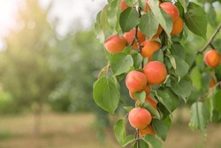 Ripe Apricots. Many Apricot Fruits On A Tree In The Garden In The Rays Of The Sun On A Bright Summer Day. Organic Fruits. Healthy Food.