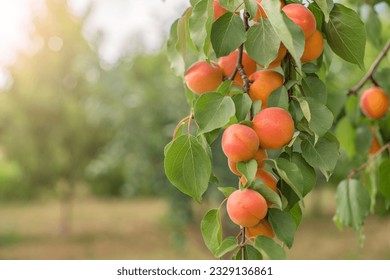 Ripe apricots. many apricot fruits on a tree in the garden in the rays of the sun on a bright summer day. Organic fruits. Healthy food.