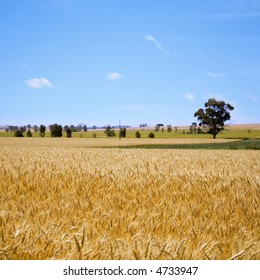Ripe Australian wheat, blowing in the wind.