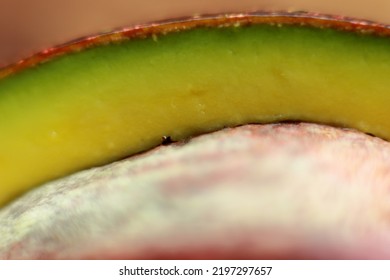 Ripe Avacado Half Close Up Picture 