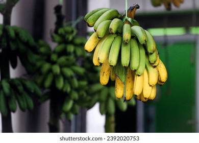 Ripe banana hanged in a fruit stall for sell - Powered by Shutterstock