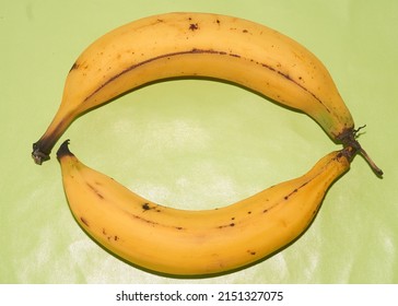 Ripe bananas, organic banana, natural, natural yellow with green background, "Plátano Macho Mexicano", Plátano Macho - Shutterstock ID 2151327075