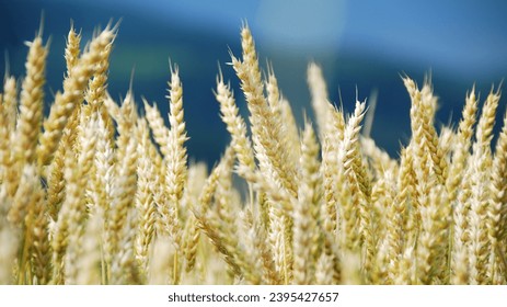 Ripe barley crops in a summer field under a clear sky. Harvested wheat field with ripe barley crop under the summer sky. Ripe barley crops in a summer field under a clear sky.