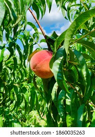 A Ripe Beautiful Georgia Peach