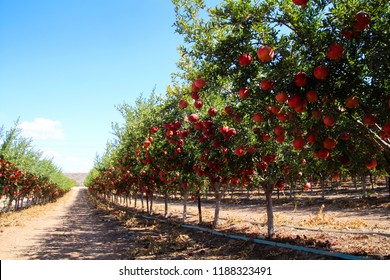 Ripe beautiful and healthy pomegranate fruits on tree branch in pomegranate orchard ready for harvest. Fall season.