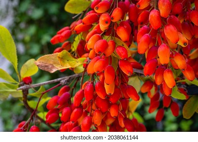 Frutas bereberes maduras en