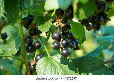 Ripe Berries Of Black Currant On The Bush