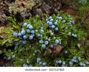 Ripe berries on a juniper bush. - Powered by Shutterstock