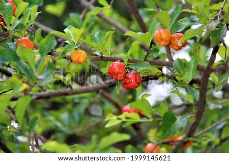 Ripe berries of Surinamese cherry or pitanga on the tree. Eugenia uniflora L, from the Myrtaceae family. Names: pitanga, red, pure, white, rosea, pitanga-do-mato, cayenne cherry. Native to Brazil. Photo stock © 