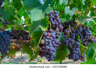 Ripe black or blue carignan wine grapes using for making rose or red wine ready to harvest on vineyards in Cotes  de Provence, region Provence, south of France close up
