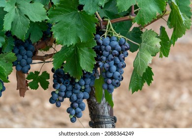 Ripe black or blue syrah or grenache wine grapes using for making rose or red wine ready to harvest on vineyards in Cotes  de Provence, region Provence, south of France close up