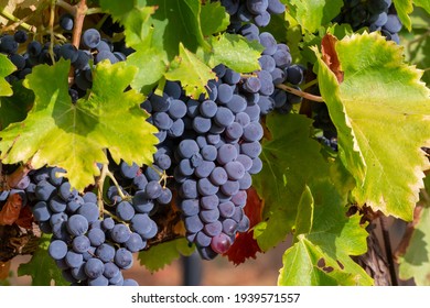 Ripe black or blue syrah wine grapes using for making rose or red wine ready to harvest on vineyards in Cotes  de Provence, region Provence, south of France close up