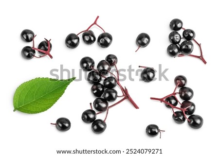Ripe black elderberry or elder isolated on a white background. Sambucus. Top view. Flat lay