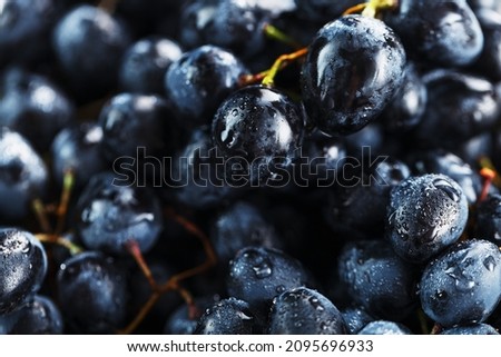 Ripe black grapes with water drops close-up on the fruits. Macro