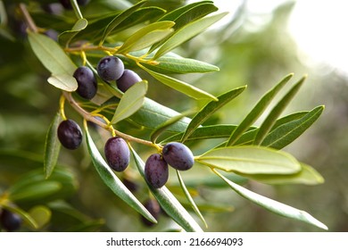 Ripe black olives on the tree - Powered by Shutterstock