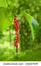 Ripe black pepper on the tree, species plantation