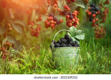 ripe blackberries in a metal bucket on the grass, against the background of a bush of blackberries