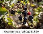 Ripe blackberries ready for picking, on a sunny August day