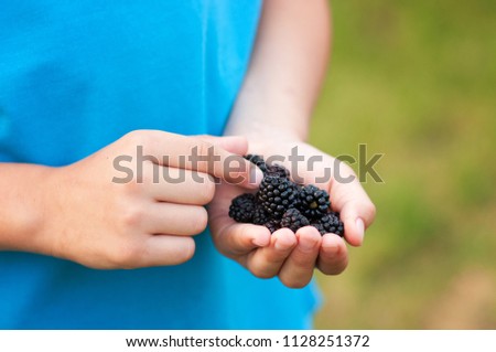 Similar – Ripe blackberries in a child hand