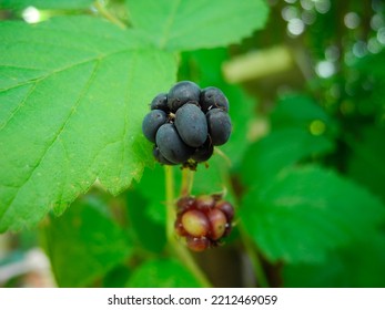 A Ripe Blackberry Fruit On A Branch With Green Leaves. Fresh Blackberries In The Garden.