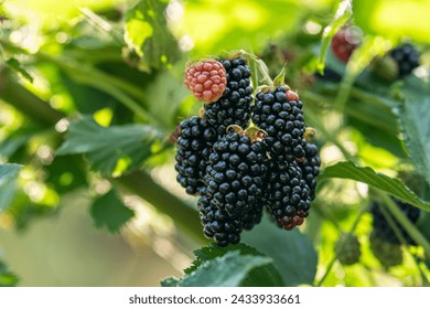 frutas maduras de mora en el jardín o bosque