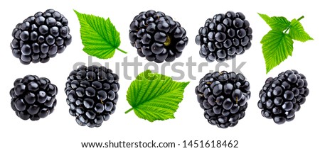 Ripe blackberry isolated on white background with clipping path. Fresh summer wild berries closeup. Detailed Blackberry collection with leaves