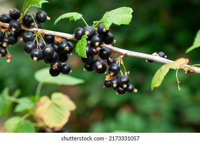 Ripe blackcurrant berries grow on a branch with green leaves close-up