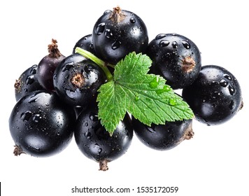 Ripe Blackcurrant Branch With Green Leaf On The White Background. Macro Shot.