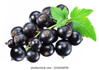 Ripe Blackcurrant Branch With Green Leaf On The White Background. Macro Shot.