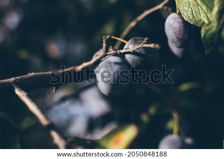 Ripe blue plums close-up on the branches of a tree on a dark background