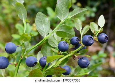 ripe blueberries in the forest, in Nuuksio national park in Finland