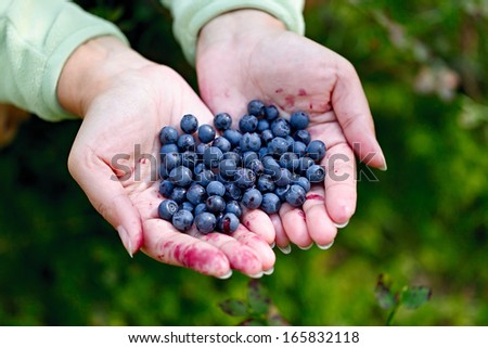 Similar – Hände, die selbstgepflückte Blaubeeren in eine Schüssel sortieren